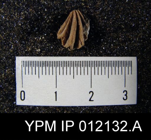 Hustedia diabloensis