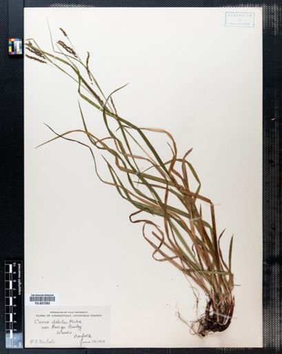 Carex debilis rudgei