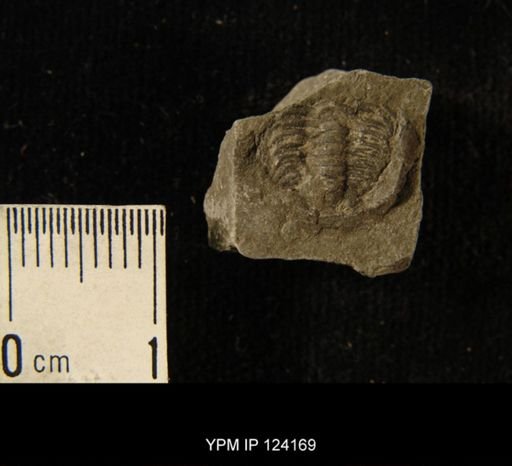 Phacops rana