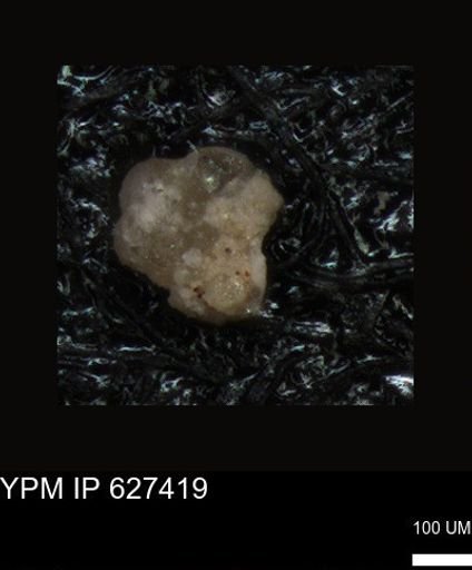 undet. Foraminiferida