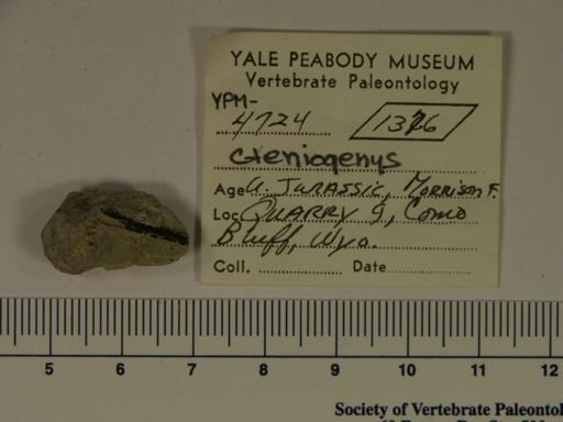 Cteniogenys sp.