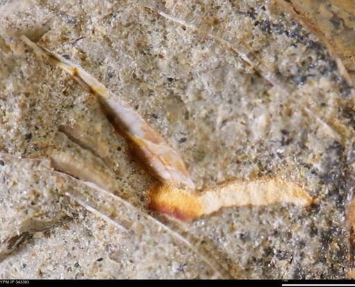 undet. Bivalvia