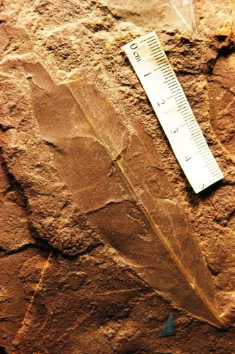 Apocynophyllum sapindifolium