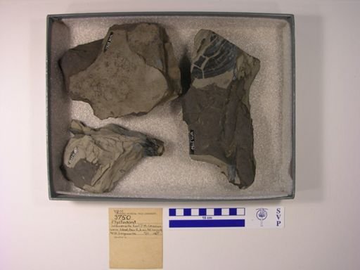 Ptyctodontidae