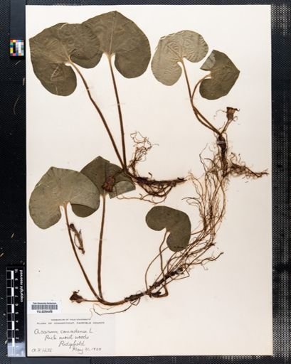 Asarum canadense
