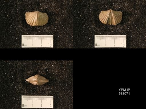 Platystrophia laticostata
