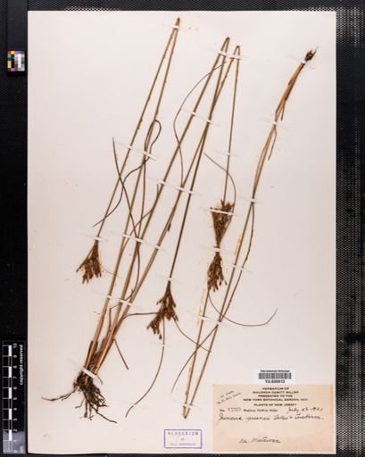 Juncus
