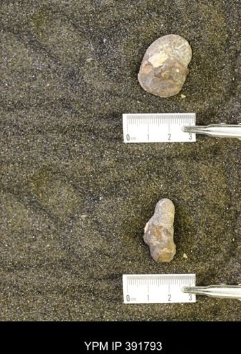 Scaphites whitfieldi