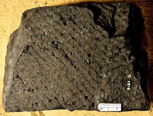 Lepidophloios sp.