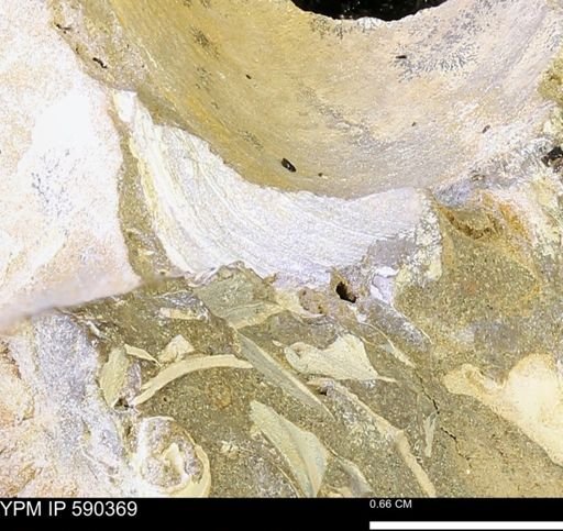 Protocardia?