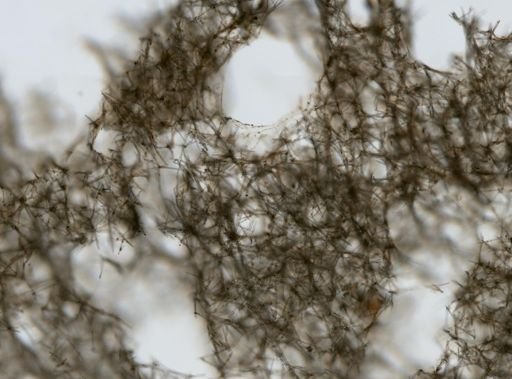 Haliclona sp.