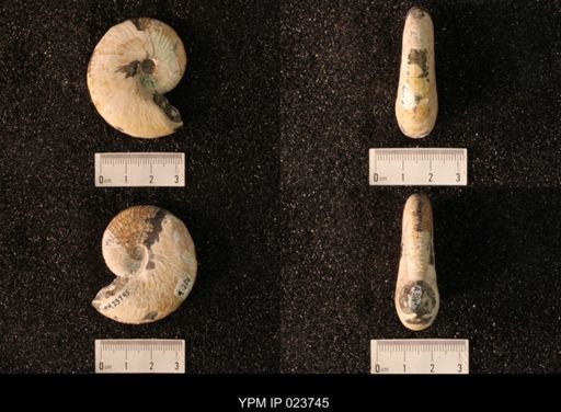 Hoploscaphites nicolletii