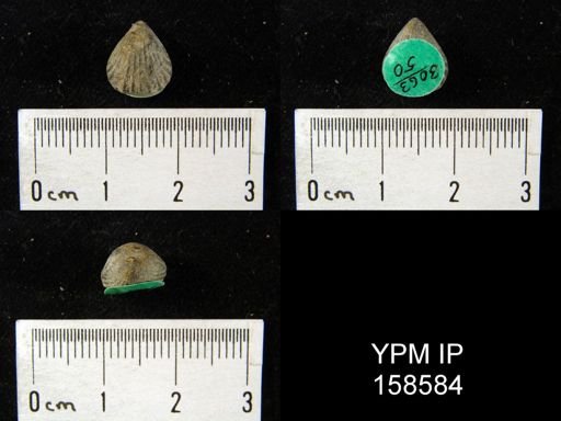 Rhynchotrema anticostiensis
