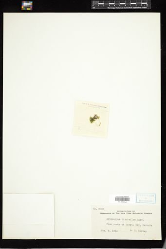 Ectocarpus mitchelliae