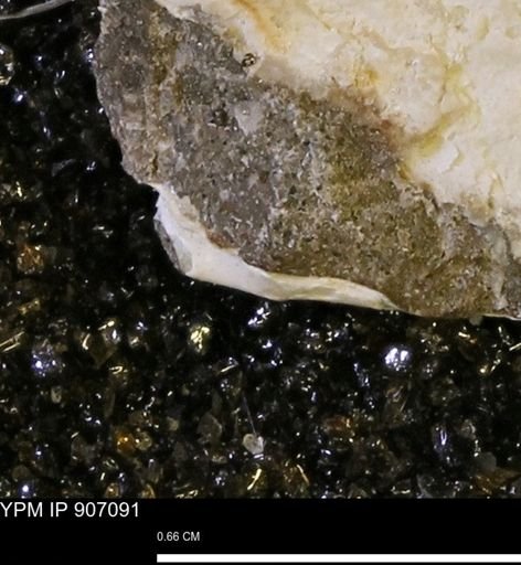 undet. Mollusca