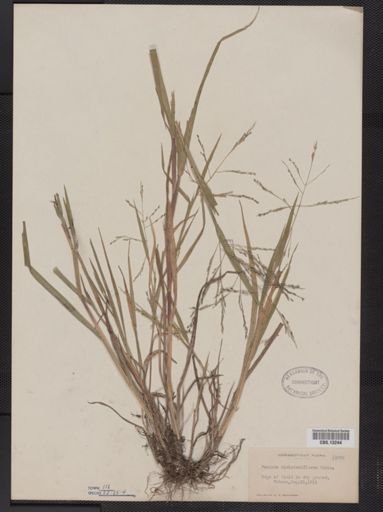 Panicum dichotomiflorum