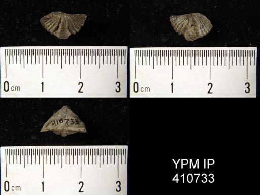 Cyrtina hamiltonensis recta