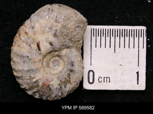 Hoploscaphites comprimus