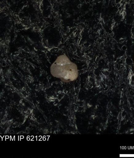 undet. Foraminiferida