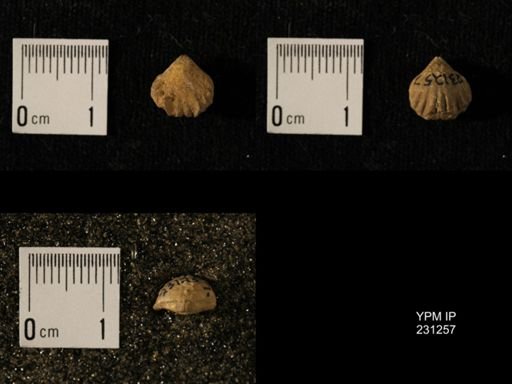 Wellerella osagensis immatura