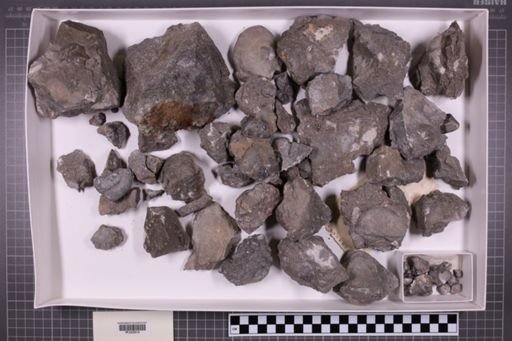 mixed taxa, stratigraphic collection