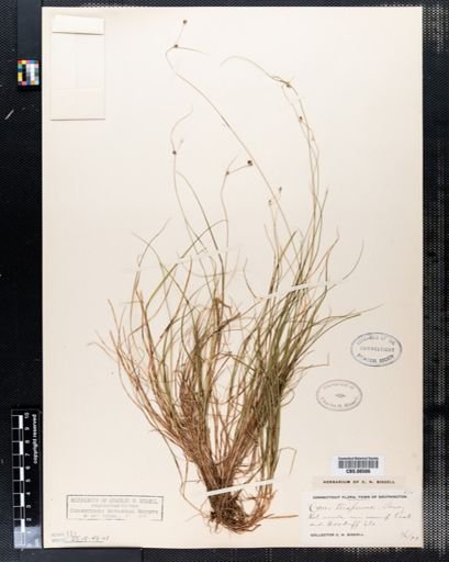 Carex trisperma