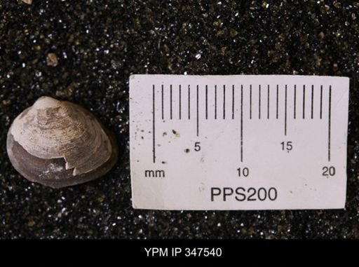 Limopsis striatopunctatus