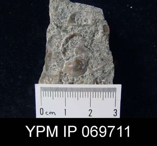 Plectambonites sericeus glaber
