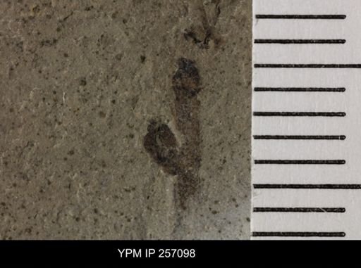 Tipulidae?