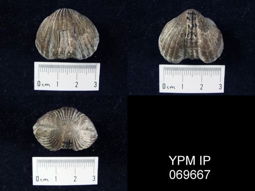 Rhynchotrema perlamellosum