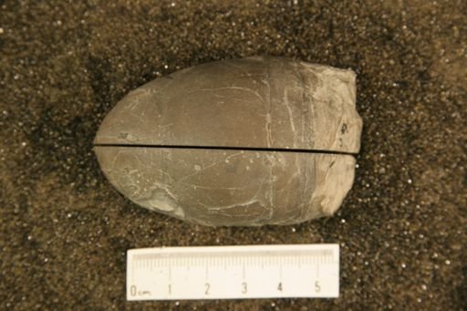 Billingsites canadensis