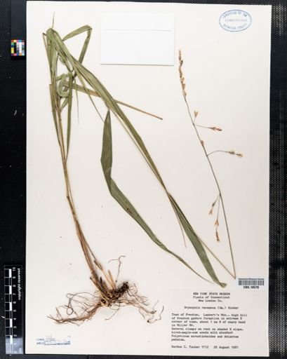 Oryzopsis racemosa
