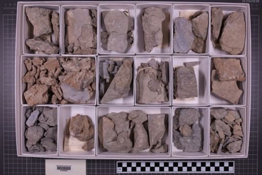 mixed taxa, stratigraphic collection
