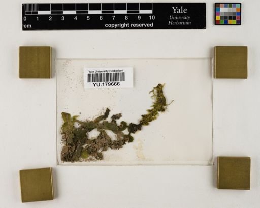 Plantae