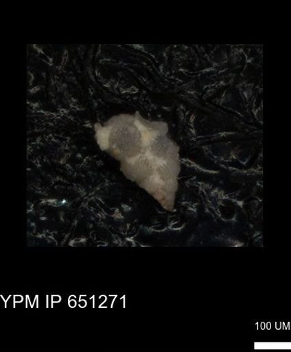 undet. Heterohelicidae