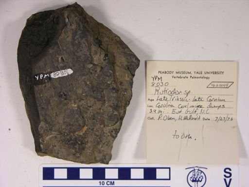 Rutiodon sp.