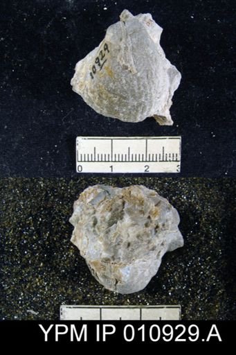 Meekella attenuata