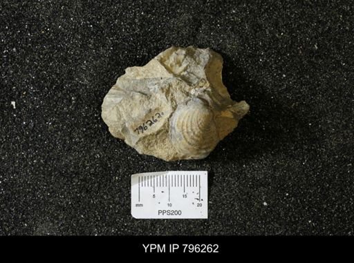 Inoceramus barabini