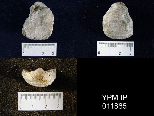 Aulosteges medlicottianus