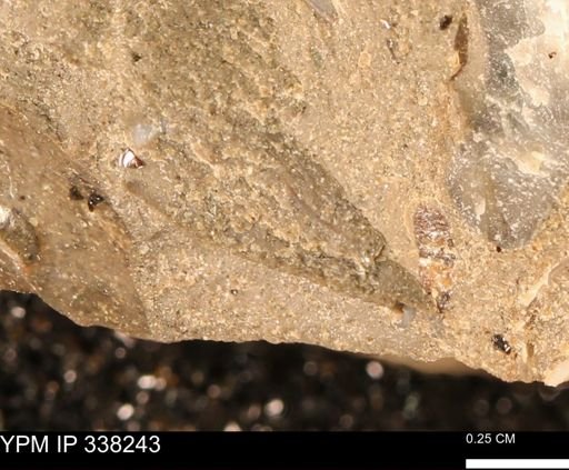 undet. Bivalvia