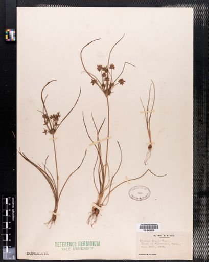 Cyperus grayi