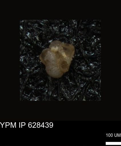 undet. Foraminiferida