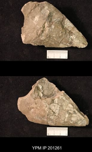 Pinna margaritacea