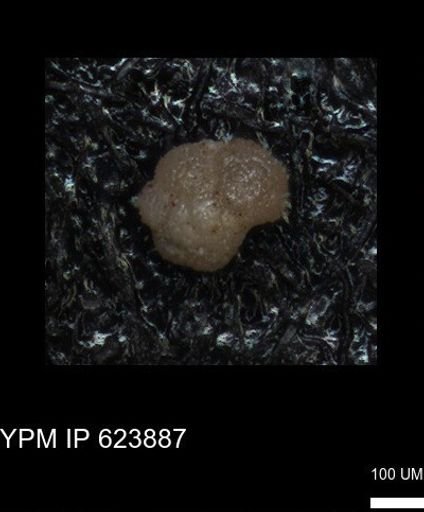 undet. Foraminiferida