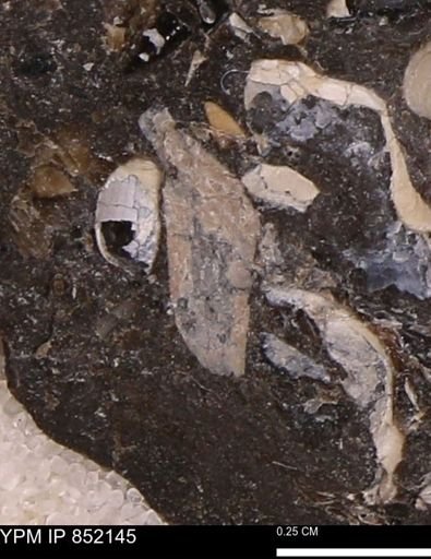 undet. Bivalvia