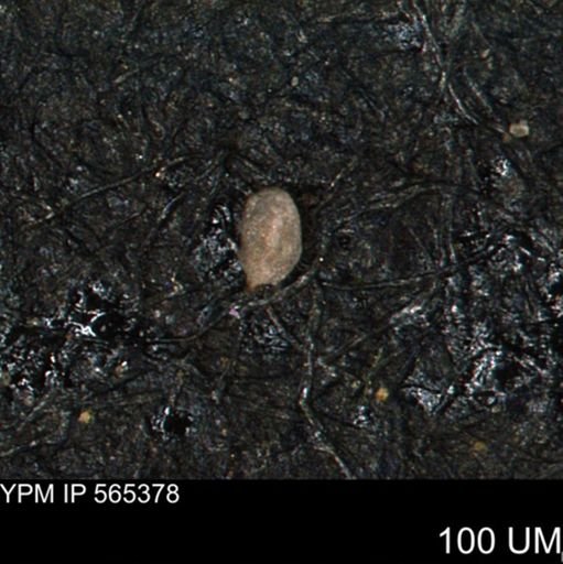 Miliammina ischnia