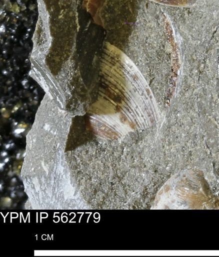 Limopsis sp.