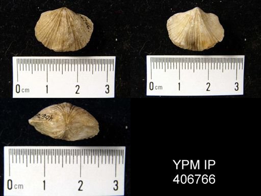 Spirigerina marginalis