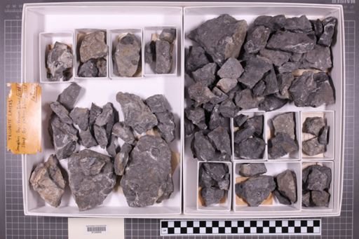 mixed taxa, stratigraphic collection