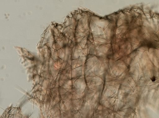 Halichondrida